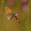 Okac pohankovy - Coenonympha pamphilus - Small Heath 9958